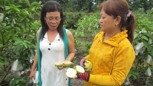 Quang Minh red-fleshed guava fascinates Japanese experts